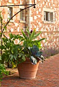 GLYNDEBOURNE, EAST SUSSEX: TERRACOTTA CONTAINER ON TERRACE PLANTED WITH CARDOON