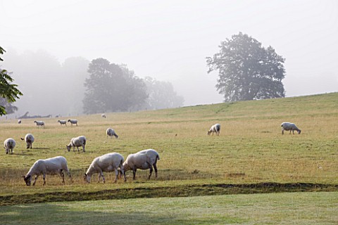 GLYNDEBOURNE_EAST_SUSSEX_THE_MAIN_LAWN_WITH_SHEEP_BEYOND_HA_HA