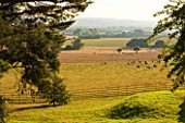KILLERTON, DEVON: THE NATIONAL TRUST: VIEW OF PARKLAND FROM THE WOODLAND. BORROWED, LANDSCAPE