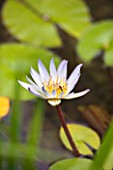 NATURAL SWIMMING POOL DESIGNED BY STUDIO GPT  BERGAMO  ITALY: CLOSE UP OF WATERLILY - NYMPHAEA SP
