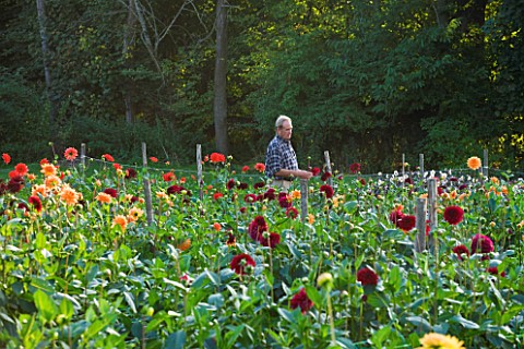 WITHYPITTS_DAHLIAS__SUSSEX_DAHLIAS_GROWING_AT_THE_NURSERY_WITH_OWNER_RICHARD_RAMSEY_IN_THE_BACKGROUN