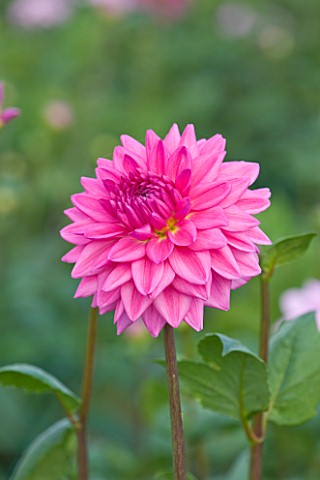 WITHYPITTS_DAHLIAS__SUSSEX_CLOSE_UP_OF_DAHLIA_LILAC_TIME