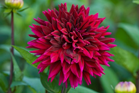 WITHYPITTS_DAHLIAS__SUSSEX_CLOSE_UP_OF_DAHLIA_BLACK_WIZARD