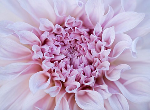 WITHYPITTS_DAHLIAS__SUSSEX_CLOSE_UP_OF_DAHLIA_SHILO_NOEL