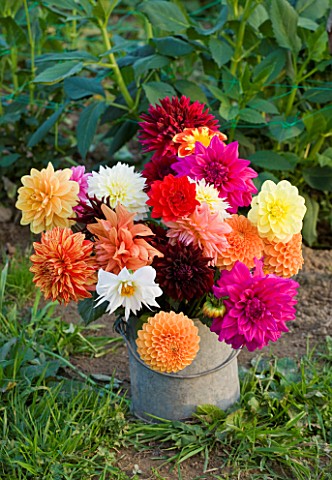 WITHYPITTS_DAHLIAS__SUSSEX_CUT_DAHLIAS_IN_A_BUCKET