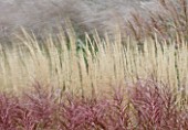 GRASSES BLOWING IN THE WIND - SLOW EXPOSURE TO CAPTURE MOVEMENT: KEW GARDENS  SURREY