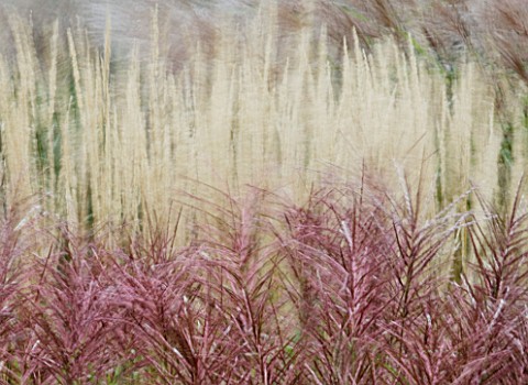 GRASSES_BLOWING_IN_THE_WIND__SLOW_EXPOSURE_TO_CAPTURE_MOVEMENT_KEW_GARDENS__SURREY