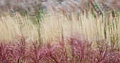 GRASSES BLOWING IN THE WIND - SLOW EXPOSURE TO CAPTURE MOVEMENT: KEW GARDENS  SURREY
