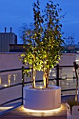ZIGGURAT ROOF GARDEN BY AMIR SCHLEZINGER  MY LANDSCAPES: LIGHTING - CONTAINER LIT UP AT NIGHT PLANTED WITH BETULA ALBOSINENSIS FASCINATION