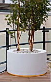 ZIGGURAT ROOF GARDEN BY AMIR SCHLEZINGER  MY LANDSCAPES: CONTAINER PLANTED WITH BETULA ALBOSINENSIS FASCINATION