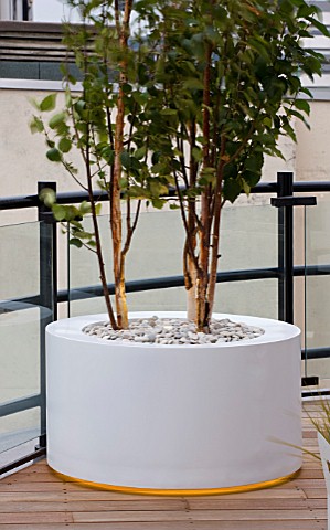 ZIGGURAT_ROOF_GARDEN_BY_AMIR_SCHLEZINGER__MY_LANDSCAPES_CONTAINER_PLANTED_WITH_BETULA_ALBOSINENSIS_F