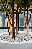 ZIGGURAT ROOF GARDEN BY AMIR SCHLEZINGER  MY LANDSCAPES: CONTAINER PLANTED WITH BETULA ALBOSINENSIS FASCINATION  LIT UP AT NIGHT