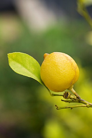 KINGS_CHELSEA_ROOF_GARDEN_BY_AMIR_SCHLEZINGER__MY_LANDSCAPES_LEMON_GROWING_IN_A_CONTAINER