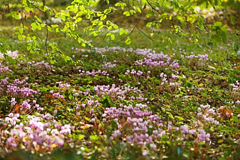 CHATEAU_DE_CHENONCEAU__FRANCE_AUTUMN_FLOWERING_CYCLAMEN_IN_THE_WOODLAND