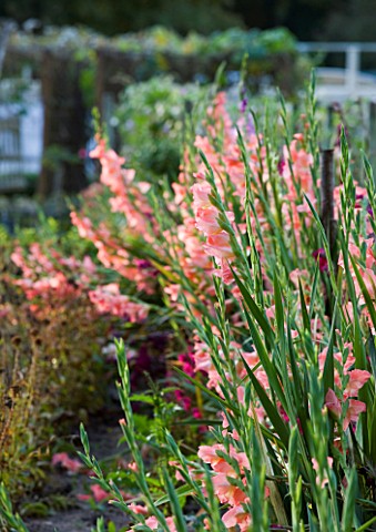 CHATEAU_DE_CHENONCEAU__FRANCE_GLADIOLI_IN_THE_CUTTING_GARDEN_POTAGER