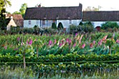 CHATEAU DE CHENONCEAU  FRANCE: GLADIOLI IN THE CUTTING GARDEN/ POTAGER
