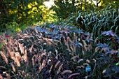 CHATEAU DE CHENONCEAU  FRANCE: PENNISETUM IN THE POTAGER/ CUTTING GARDEN  MORNING LIGHT