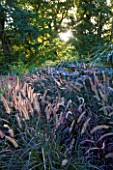 CHATEAU DE CHENONCEAU  FRANCE: PENNISETUM IN THE POTAGER/ CUTTING GARDEN  MORNING LIGHT
