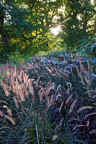 CHATEAU_DE_CHENONCEAU__FRANCE_PENNISETUM_IN_THE_POTAGER_CUTTING_GARDEN__MORNING_LIGHT