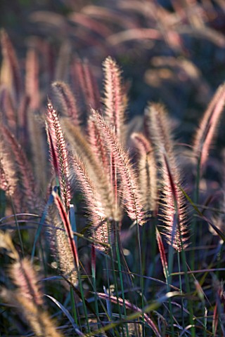 CHATEAU_DE_CHENONCEAU__FRANCE_PENNISETUM_IN_THE_POTAGER_CUTTING_GARDEN__MORNING_LIGHT