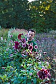 CHATEAU DE CHENONCEAU  FRANCE: FLORIST DAVID HOGUET PICKS DAHLIAS FOR A FLOWER DISPLAY IN THE CHATEAU IN THE POTAGER/ CUTTING GARDEN  MORNING LIGHT