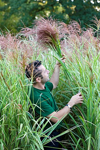 CHATEAU_DE_CHENONCEAU__FRANCE_FLORIST_DAVID_HOGUET_PICKS_MISCANTHUS_FOR_A_FLOWER_DISPLAY_IN_THE_CHAT
