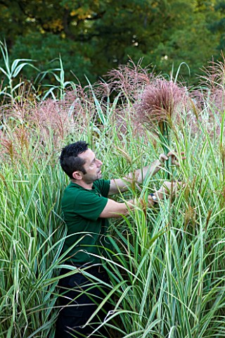 CHATEAU_DE_CHENONCEAU__FRANCE_FLORIST_DAVID_HOGUET_PICKS_MISCANTHUS_FOR_A_FLOWER_DISPLAY_IN_THE_CHAT