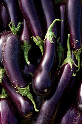 CHATEAU_DE_CHENONCEAU__FRANCE_AUBERGINES_IN_THE_CUTTING_GARDEN_POTAGER