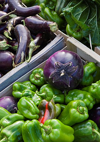 CHATEAU_DE_CHENONCEAU__FRANCE_AUBERGINES_AND_PEPPERS_IN_THE_CUTTING_GARDEN_POTAGER