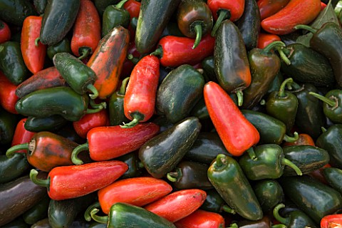 CHATEAU_DE_CHENONCEAU__FRANCE_PEPPERS_IN_THE_CUTTING_GARDEN_POTAGER