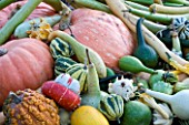 CHATEAU DE CHENONCEAU  FRANCE: PUMPKINS AND GOURDS IN THE CUTTING GARDEN/ POTAGER