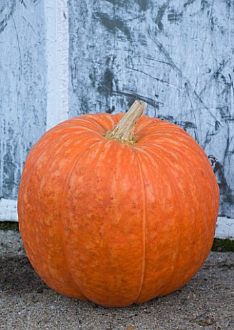 CHATEAU_DE_CHENONCEAU__FRANCE_PUMPKIN_BESIDE_GREENHOUSE_IN_THE_CUTTING_GARDEN_POTAGER