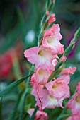 CHATEAU DE CHENONCEAU  FRANCE: GLADIOLI IN THE CUTTING GARDEN/ POTAGER