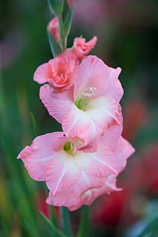 CHATEAU_DE_CHENONCEAU__FRANCE_GLADIOLI_IN_THE_CUTTING_GARDEN_POTAGER