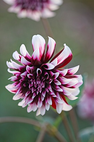 CHATEAU_DE_CHENONCEAU__FRANCE_DAHLIA_IN_THE_CUTTING_GARDEN_POTAGER