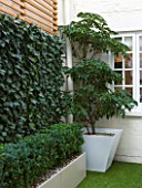BASEMENT GARDEN MONTAGUE SQUARE  LONDON  DESIGNED BY AMIR SCHLEZINGER OF MY LANDSCAPES: BASEMENT GARDEN WITH TROCHODENDRON ARALIODES  SCREEN OF HEDERA WOERNER