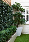 BASEMENT GARDEN MONTAGUE SQUARE  LONDON  DESIGNED BY AMIR SCHLEZINGER OF MY LANDSCAPES: TROCHODENDRON ARALIODES IN CONTAINER AND SCREEN OF HEDERA WOERNER
