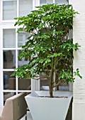 BASEMENT GARDEN MONTAGUE SQUARE  LONDON  DESIGNED BY AMIR SCHLEZINGER OF MY LANDSCAPES: TROCHODENDRON ARALIODES IN CONTAINER