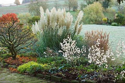 PETTIFERS_GARDEN__OXFORDSHIRE__IN_AUTUMN_PAMPAS_GRASS__MISCANTHUS_SINENSIS_NIPPON_AND_SEED_CASES_OF_