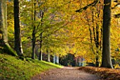 KILLERTON, DEVON: THE NATIONAL TRUST: AVENUE OF BEECH TREES IN THE WOODLAND IN AUTUMN. TREE, TREES, PATH, PATHS