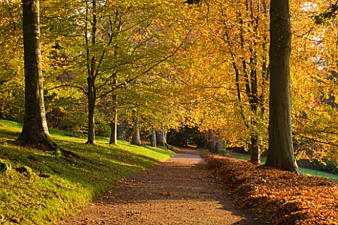 KILLERTON_DEVON_THE_NATIONAL_TRUST_AVENUE_OF_BEECH_TREES_IN_THE_WOODLAND_IN_AUTUMN_TREE_TREES_PATH_P