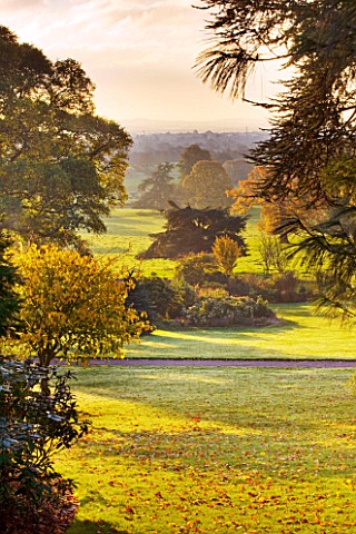 KILLERTON_DEVON_THE_NATIONAL_TRUST_THE_WOODLAND_IN_AUTUMN_WITH_VIEW_OUT_TO_PARKLAND