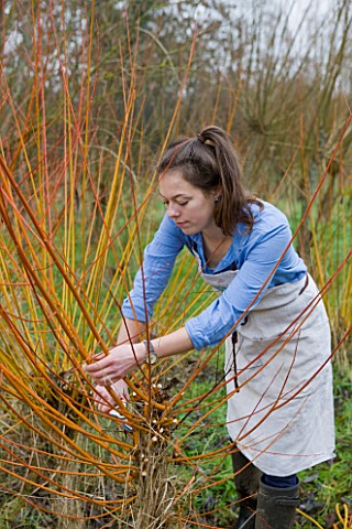 COMMON_FARM_FLOWERS_SOMERSET_EMILY_CUTS_AND_GATHERS_BUNDLES_OF_PLIABLE_CORAL_BARK_WILLOW_FROM_THE_FA