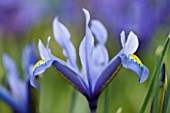 CLOSE UP OF IRIS RETICULATA AT JACQUES AMAND  MIDDLESEX: IRIS RETICULATA KUH - E - ABR
