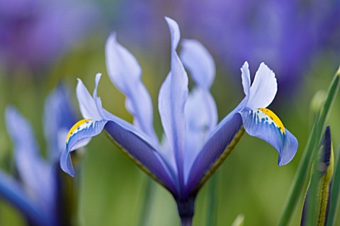CLOSE_UP_OF_IRIS_RETICULATA_AT_JACQUES_AMAND__MIDDLESEX_IRIS_RETICULATA_KUH__E__ABR