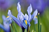 CLOSE UP OF IRIS RETICULATA AT JACQUES AMAND  MIDDLESEX: IRIS RETICULATA KUH - E - ABR - IST DISCOVERED IN IRAN IN 1977