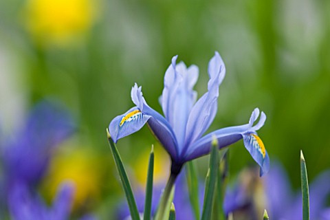 CLOSE_UP_OF_IRIS_RETICULATA_AT_JACQUES_AMAND__MIDDLESEX_IRIS_RETICULATA_KUH__E__ABR__IST_DISCOVERED_