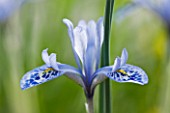 CLOSE UP OF IRIS RETICULATA AT JACQUES AMAND  MIDDLESEX: IRIS HISTRIOIDES VAR   AINTABENSIS