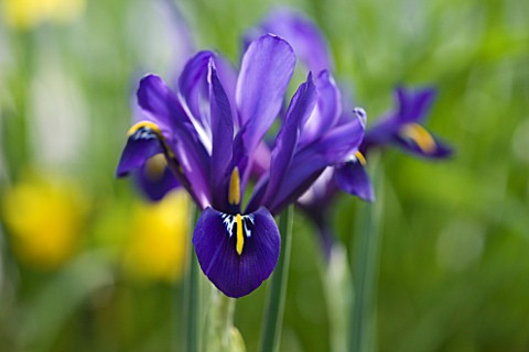 CLOSE_UP_OF_IRIS_RETICULATA_AT_JACQUES_AMAND__MIDDLESEX_IRIS_RETICULATA_PALM_SPRINGS