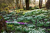 SNOWDROPS AND CYCLAMEN AT COLESBOURNE PARK  GLOUCESTERSHIRE